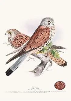 Vintage Birds Prints: Vintage Bird Illustration: An exquisite depiction of British birds from the 19th century
