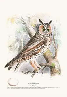 Vintage Birds Prints: Vintage Bird Illustration: An exquisite depiction of British birds from the 19th century