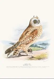 Vintage Birds Prints: Vintage Bird Illustration: An exquisite depiction of British birds from the 19th century