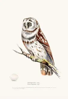 Vintage Birds Prints: Vintage Bird Illustration: An exquisite depiction of British birds from the 19th century