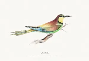 Vintage Birds Prints: Vintage Bird Illustration: An exquisite depiction of British birds from the 19th century