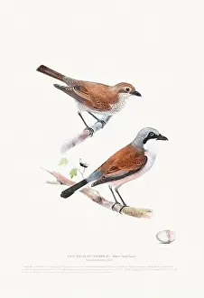 Vintage Birds Prints: Vintage Bird Illustration: An exquisite depiction of British birds from the 19th century