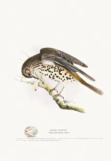 Vintage Birds Prints: Vintage Bird Illustration: An exquisite depiction of British birds from the 19th century