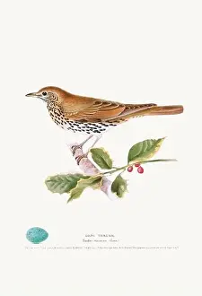 Vintage Birds Prints: Vintage Bird Illustration: An exquisite depiction of British birds from the 19th century