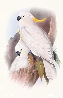 Dove Bird Prints: Vintage bird illustration by the naturalist John Gould (1804-1881)