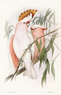 Dove Bird Prints: Vintage bird illustration by the naturalist John Gould (1804-1881)