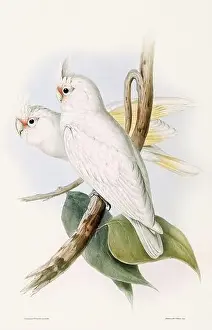 Dove Bird Prints: Vintage bird illustration by the naturalist John Gould (1804-1881)