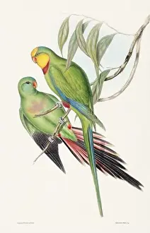 Birds Nest Prints: Vintage bird illustration by the naturalist John Gould (1804-1881)