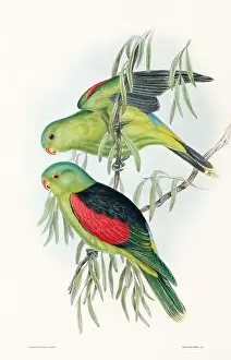 Birds Nest Prints: Vintage bird illustration by the naturalist John Gould (1804-1881)