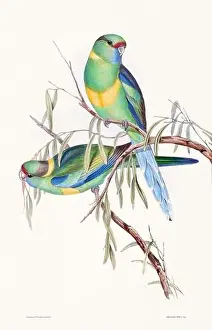 Vintage bird illustration by the naturalist John Gould (1804-1881)
