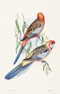 Birds Nest Prints: Vintage bird illustration by the naturalist John Gould (1804-1881)