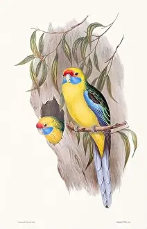 Birds Nest Prints: Vintage bird illustration by the naturalist John Gould (1804-1881)