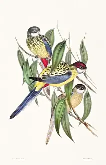 Birds Nest Prints: Vintage bird illustration by the naturalist John Gould (1804-1881)
