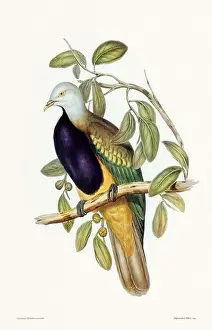 Birds Nest Prints: Vintage bird illustration by the naturalist John Gould (1804-1881)