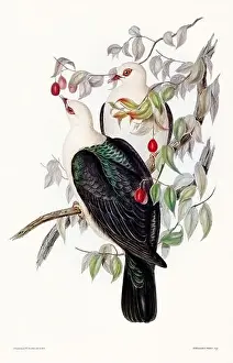 Birds Nest Prints: Vintage bird illustration by the naturalist John Gould (1804-1881)