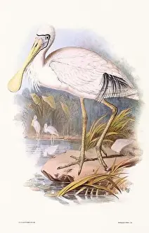 Birds Nest Prints: Vintage bird illustration by the naturalist John Gould (1804-1881)