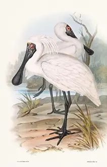 Birds Nest Prints: Vintage bird illustration by the naturalist John Gould (1804-1881)