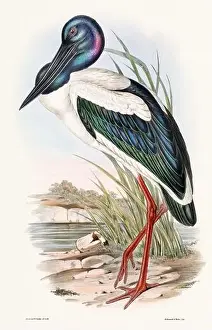 Birds Nest Prints: Vintage bird illustration by the naturalist John Gould (1804-1881)