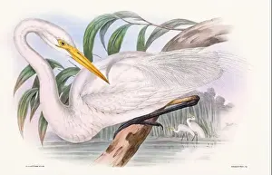Birds Nest Prints: Vintage bird illustration by the naturalist John Gould (1804-1881)