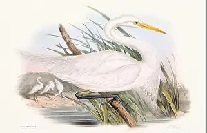 Birds Nest Prints: Vintage bird illustration by the naturalist John Gould (1804-1881)