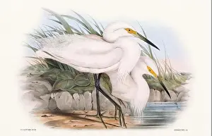 Birds Nest Prints: Vintage bird illustration by the naturalist John Gould (1804-1881)