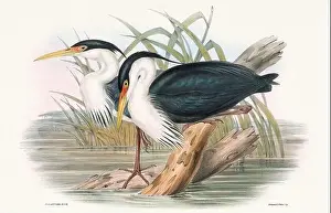 Birds Nest Prints: Vintage bird illustration by the naturalist John Gould (1804-1881)