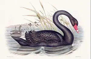 Birds Nest Prints: Vintage bird illustration by the naturalist John Gould (1804-1881)