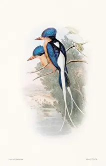 Birds Nest Prints: Vintage bird illustration by the naturalist John Gould (1804-1881)