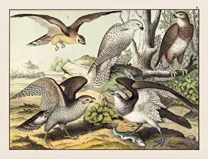 Vintage Bird illustration published in a German natural history book in the 19th century, circa 1870