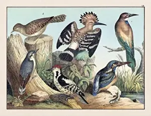 Domestic Cat Prints: Vintage Bird illustration published in a German natural history book in the 19th century