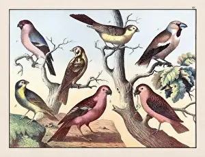 Domestic Cat Prints: Vintage Bird illustration published in a German natural history book in the 19th century