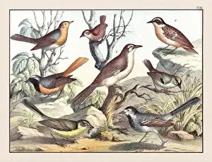 Domestic Cat Prints: Vintage Bird illustration published in a German natural history book in the 19th century