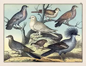 Domestic Cat Prints: Vintage Bird illustration published in a German natural history book in the 19th century