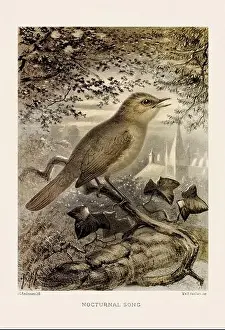 Tropical Bird Prints: Vintage bird illustration in sepia tones from a 19th-century ornithology book