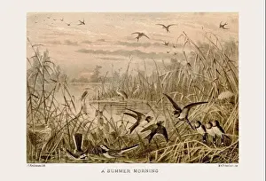 Tropical Bird Prints: Vintage bird illustration in sepia tones from a 19th-century ornithology book