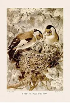 Vintage bird illustration in sepia tones from a 19th-century ornithology book