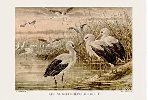 Vintage bird illustration in sepia tones from a 19th-century ornithology book