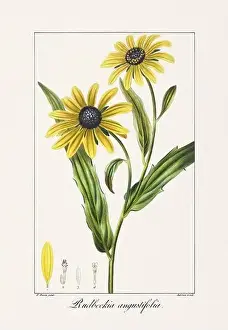 Flower Arrangement Prints: Vintage botanical Flower illustration from a 19th-century French book