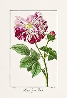 Flower Arrangement Prints: Vintage botanical Flower illustration from a 19th-century French book