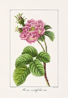 Vintage botanical Flower illustration from a 19th-century French book, depicting useful and ornamental plants