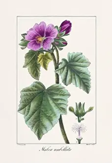 Vintage botanical Flower illustration from a 19th-century French book, depicting useful and ornamental plants
