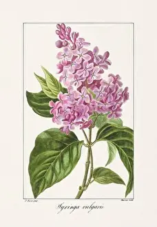 Flower Arrangement Prints: Vintage botanical Flower illustration from a 19th-century French book