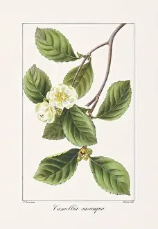 Vintage botanical Flower illustration from a 19th-century French book, depicting useful and ornamental plants