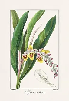 Flower Arrangement Prints: Vintage botanical Flower illustration from a 19th-century French book