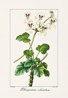 Flower Arrangement Prints: Vintage botanical Flower illustration from a 19th-century French book