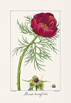 Flower Arrangement Prints: Vintage botanical Flower illustration from a 19th-century French book