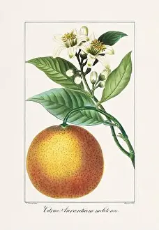 Flower Arrangement Prints: Vintage botanical Flower illustration from a 19th-century French book