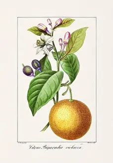 Vintage botanical Flower illustration from a 19th-century French book, depicting useful and ornamental plants