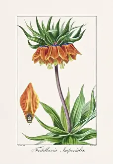 Flower Arrangement Prints: Vintage botanical Flower illustration from a 19th-century French book