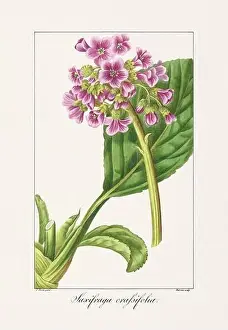 Flower Arrangement Prints: Vintage botanical Flower illustration from a 19th-century French book